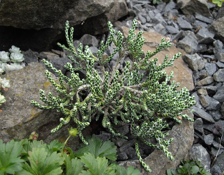 Ozothamnus selago var tumidum en fleurs sur les éboulis alpins de Nouvelle-Zélande